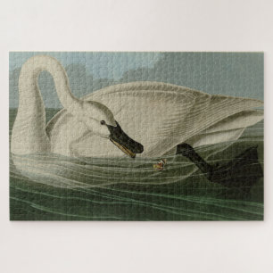 Trumpeter Swan - von Audubons Vögeln Amerikas