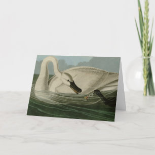 Trumpeter Swan - von Audubons Vögeln Amerikas Karte