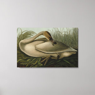 Trumpeter Swan - von Audubons Vögeln Amerikas Leinwanddruck