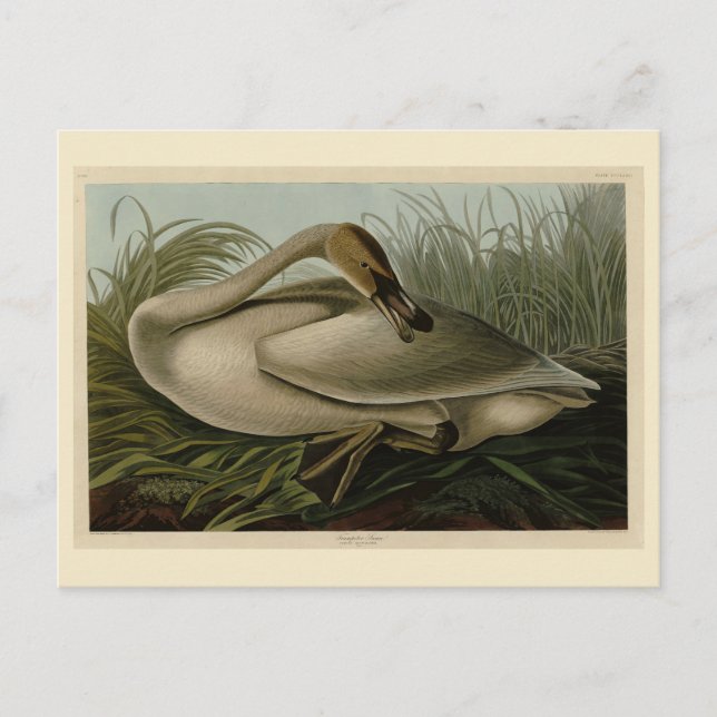 Trumpeter Swan - von Audubons Vögeln Amerikas Postkarte (Vorderseite)