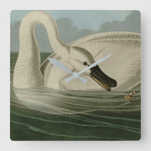 Trumpeter Swan - von Audubons Vögeln Amerikas Quadratische Wanduhr