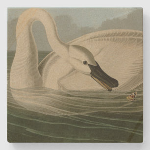 Trumpeter Swan - von Audubons Vögeln Amerikas Steinuntersetzer