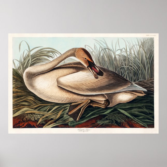 Trumpeter Swan von John James Audubon Poster (Vorne)