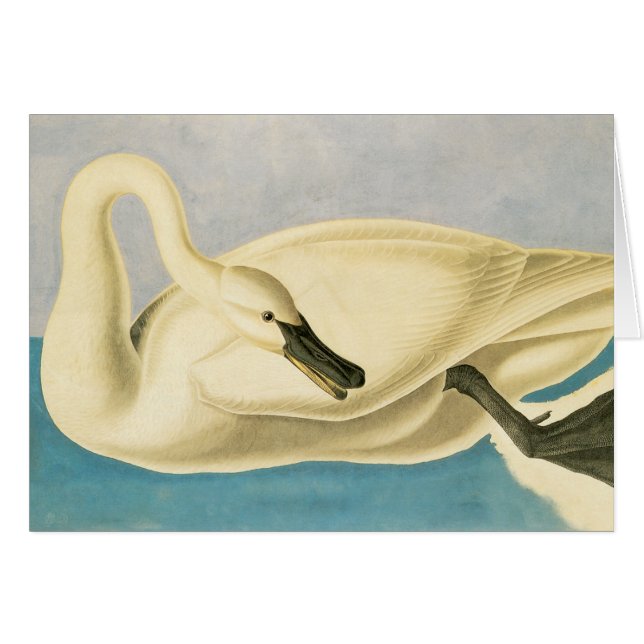 Trumpeter Swan von John James Audubon, Vintager Bi (Vorderseite (Horizontal))