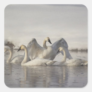 Trumpeter Swans im Madison River im Winter Quadratischer Aufkleber