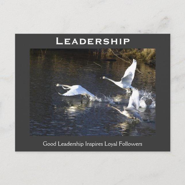 Trumpeter Swans Motivierend Geschenke Postkarte (Vorderseite)