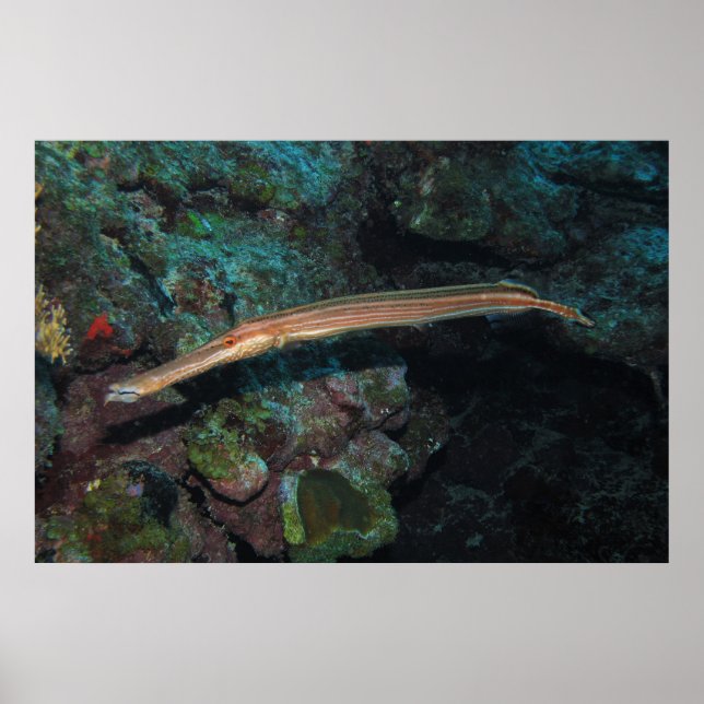 Trumpetfish II Poster (Vorne)