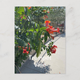 Trumpf Vine Standard Postcard Postkarte