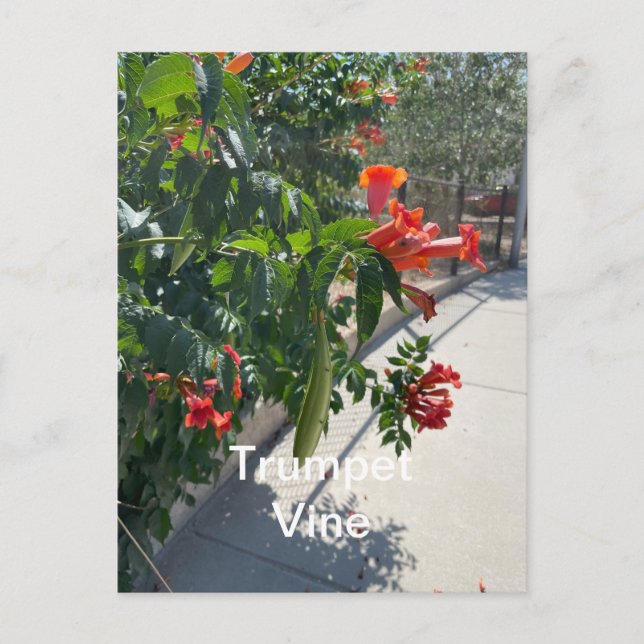 Trumpf Vine Standard Postcard Postkarte (Vorderseite)