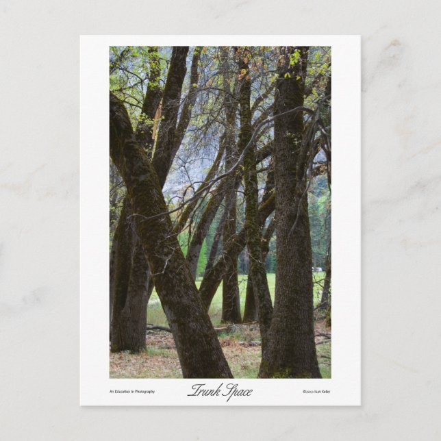 Trunk Space Prints Postkarte (Vorderseite)