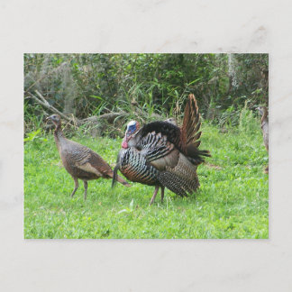 Truthähne am West Lake Toho Postkarte