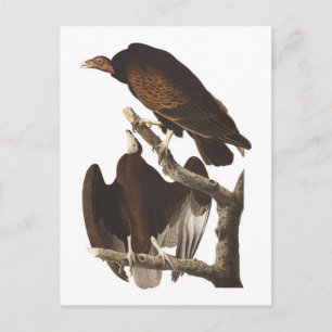 Truthahngeier von Audubon Postkarte