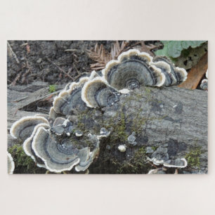 Truthahnschwanz-Mycel-Puzzle