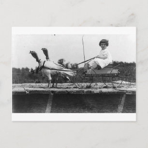 Truthahnwagen Postkarte