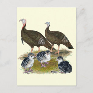 Truthühnerfamilie Eastern Wild Postkarte