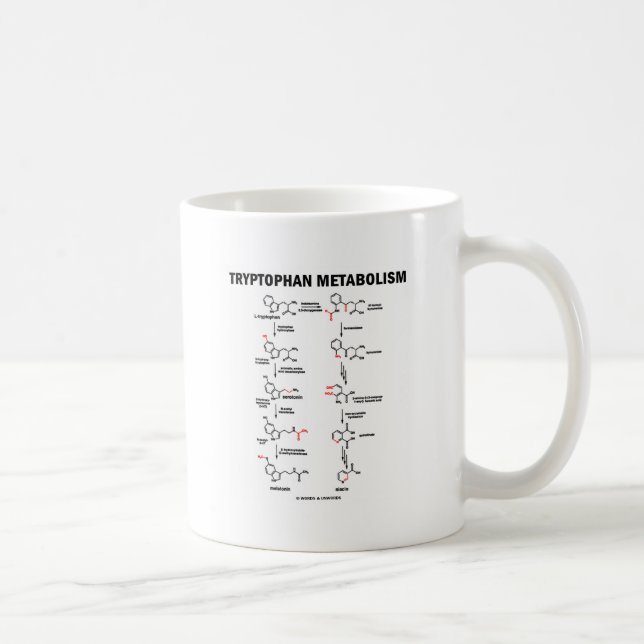 Tryptophan-Metabolismus (Chemie) Kaffeetasse (Rechts)