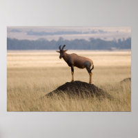Tsessebe Antelope on Lookout for Predators