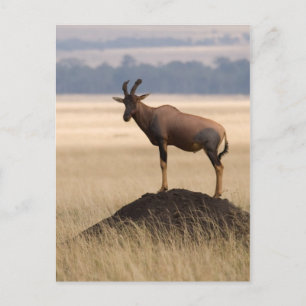 Tsessebe Antelope on Lookout for Predators Postkarte