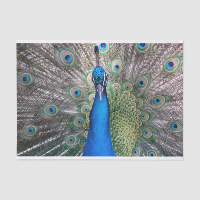 TSP - 098 - Pfau - Gewebepapier Seidenpapier (Vorderseite)