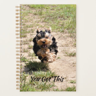 Tu As Ce Mignonne Yorkie Qui Coule