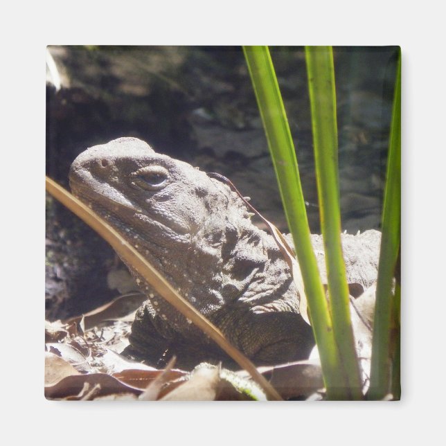 Tuatara Magnet (Vorne)