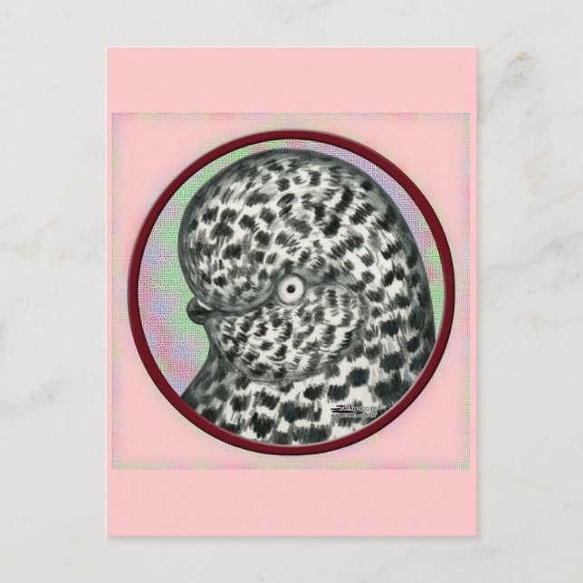 Tubbler-Taubenzirkel Postkarte (Vorderseite)