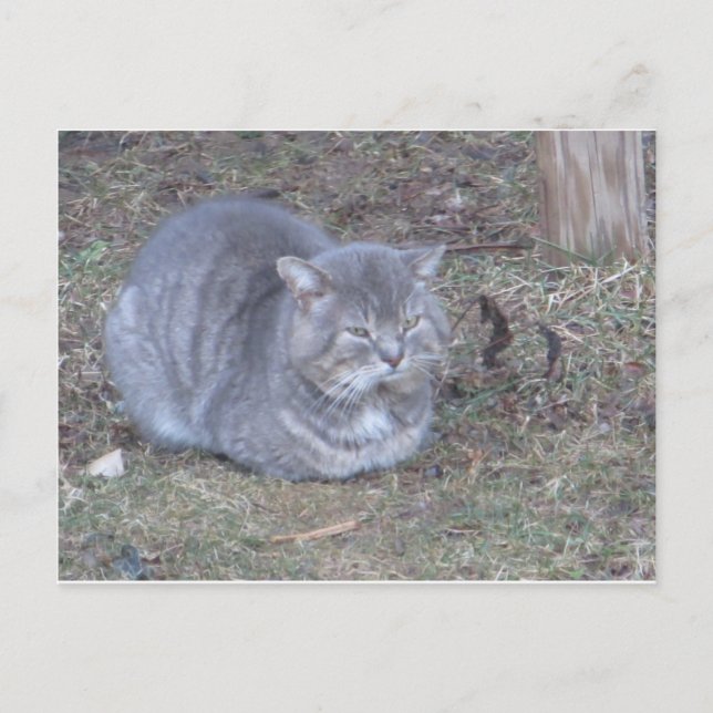 Tubby Gray Cat Postkarte (Vorderseite)