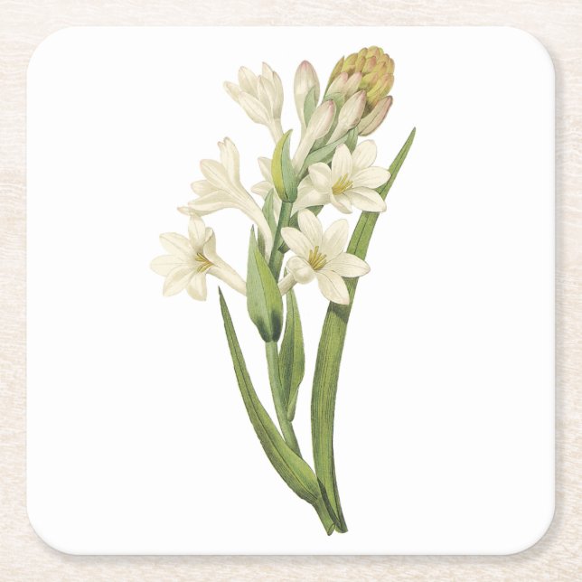 tuberose(Tuberosa sp.) von Redouté Rechteckiger Pappuntersetzer (Vorderseite)