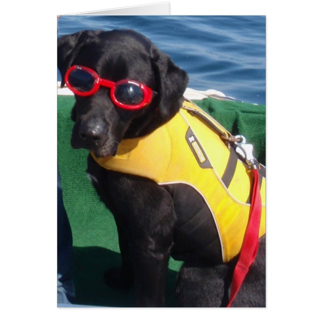 Tucker in den Schutzbrillen-Erhaltungs-Hunden (Vorne)