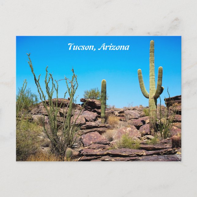Tucson Arizona, Wüste Südwesten, Kakti Postcard Postkarte (Vorderseite)