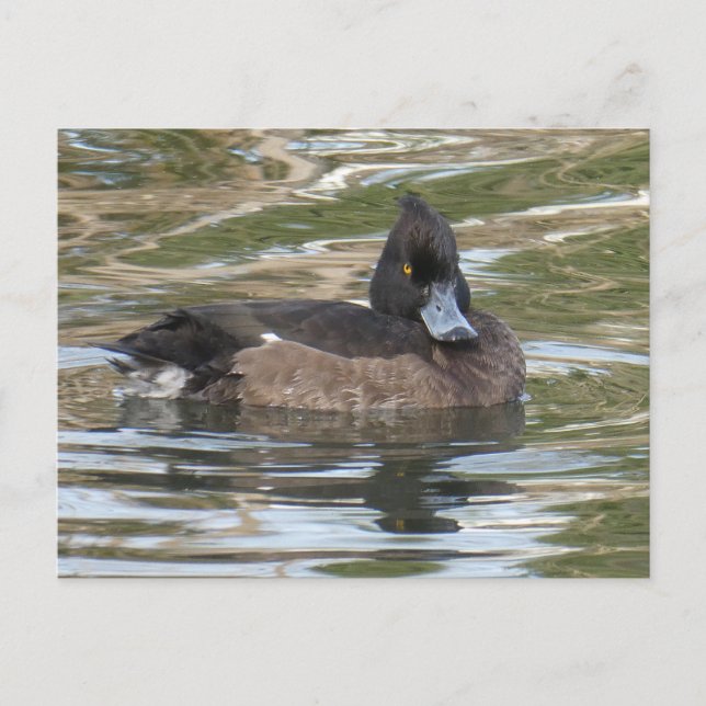 Tufed Duck DIY Postcard Postkarte (Vorderseite)