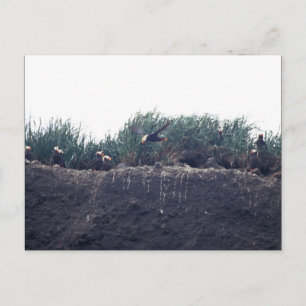 Tufin-Burrows Bogoslof Island Postkarte