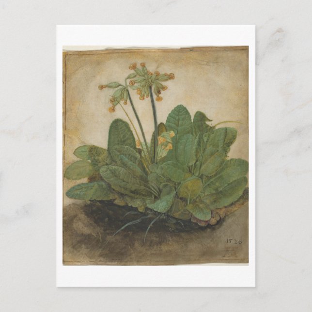Tuft von Cowslips von Albrecht Durer Postkarte (Vorderseite)