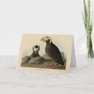 Tufted Auk (Puffin) - Audubons Vögel von Amerika Karte
