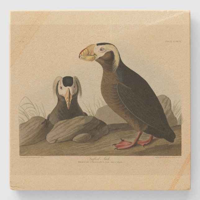 Tufted Auk (Puffin) - Audubons Vögel von Amerika Steinuntersetzer (Vorderseite)