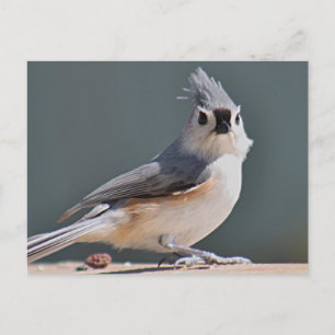 Tufted Titmouse Postkarte