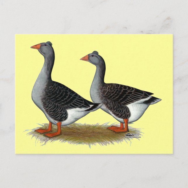 Tufted Toulouse Geese Postkarte (Vorderseite)