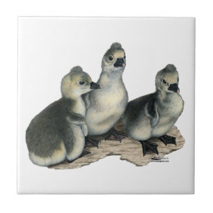 Tufted Toulouse Goslings Fliese