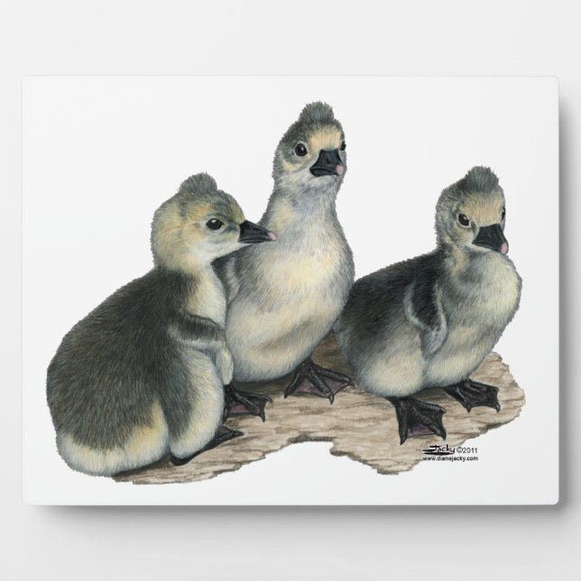 Tufted Toulouse Goslings Fotoplatte (Vorderseite)