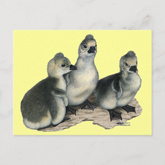 Tufted Toulouse Goslings Postkarte (Vorderseite)