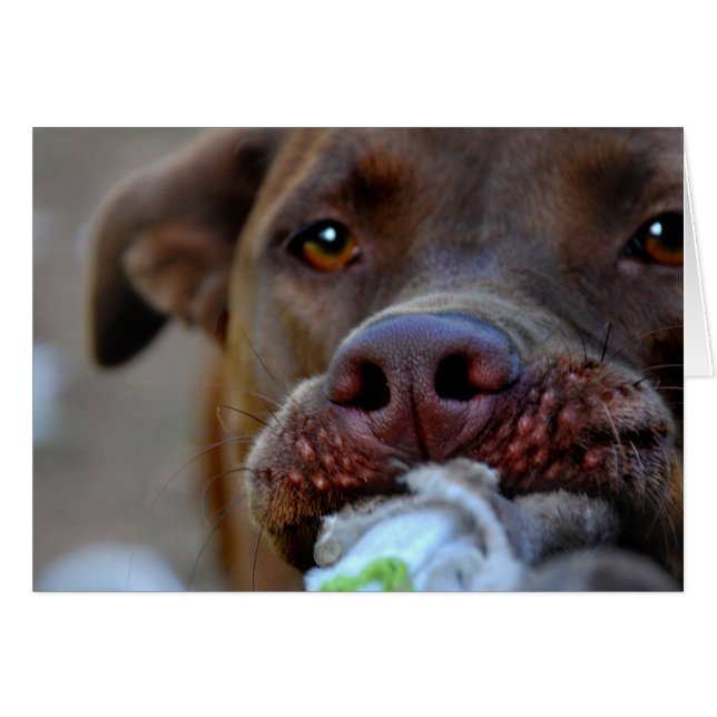 Tuggage de chocolat Lab Pit Chiot (Devant Horizontal)