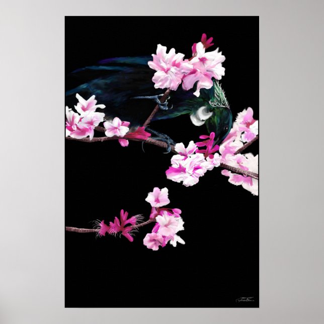 Tui Bird fütternd auf Kirschblüten - (GROSS) Poster (Vorne)