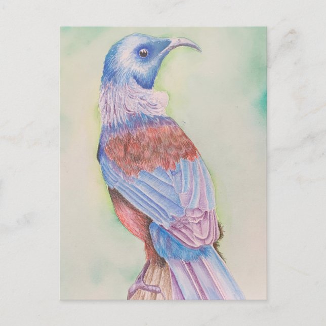 Tui - carte postale (Devant)