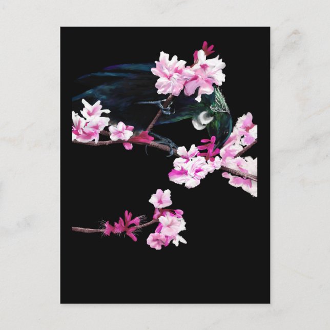 Tui Fütternd auf Kirschblüten Postkarte (Vorderseite)