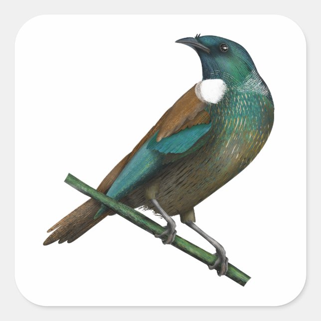 Tui New Zealands Bird Quadratischer Aufkleber (Vorderseite)