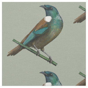 Tui New Zealands Bird Stoff