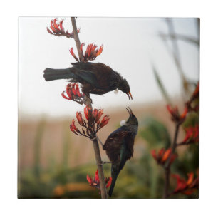 Tui-Vögel auf Neuseeland Flachsbüschen Fliese