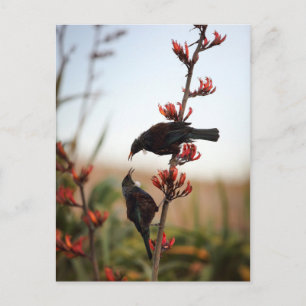 Tui-Vögel auf Neuseeländischem Flachs Postkarte