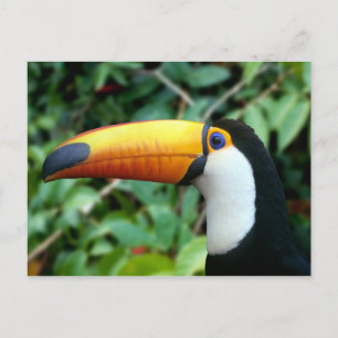 Tukan mit gelbem Schnabel Postkarte