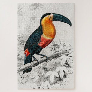 Tukan Ramphastos Illustration Vintage Kunst Druck